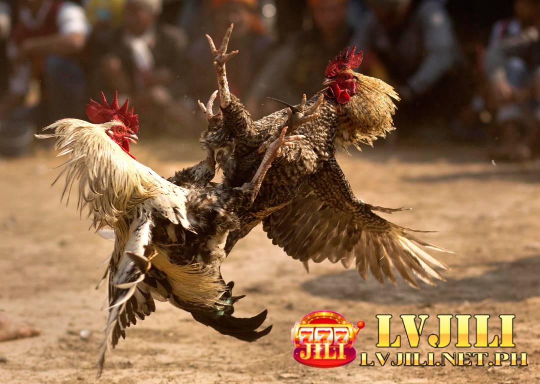 cockfighting lvjili 88