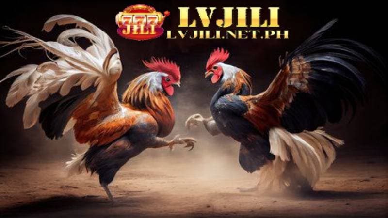 lvjili cockfighting 08