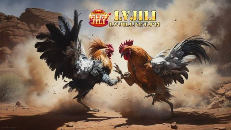 lvjili cockfighting 18