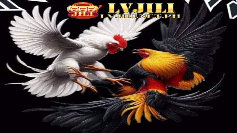 lvjili cockfighting 28