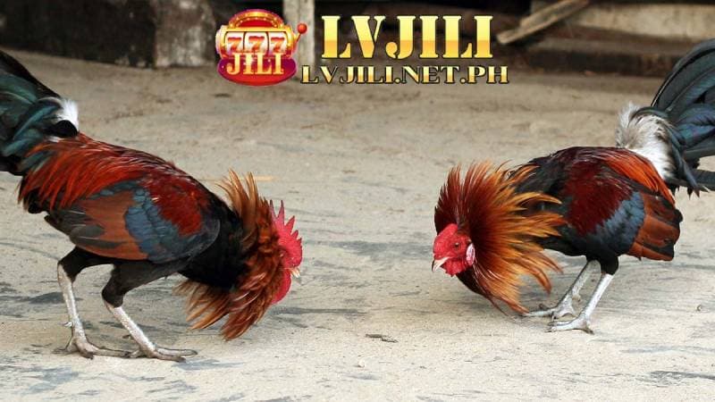 south american gamefowl lvjili 18