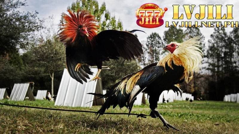 south american gamefowl lvjili 28