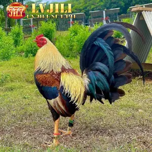 south american gamefowl lvjili avatar